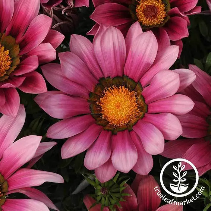 Gazania Seeds - New Day Series